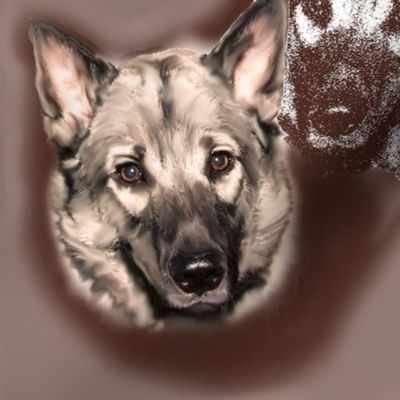 Norwegian Elkhound Portrait