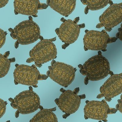 Box Turtles on Light Blue