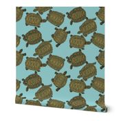 Box Turtles on Light Blue