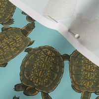 Box Turtles on Light Blue