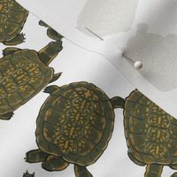 Box Turtles on White