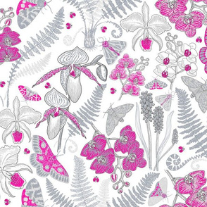 Orchid Botanical Study #021318 (grey-pink on white)