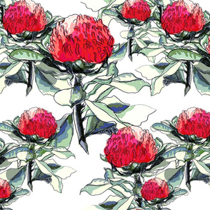 Waratah Graphic