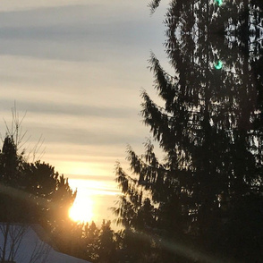 Vancouver sunrise through the snowy trees