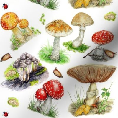 Small Mushrooms And Toadstools