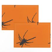 Halloween Spiders at University of Texas