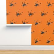 Halloween Spiders at University of Texas