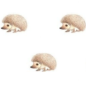 Cute Watercolor Hedgehog