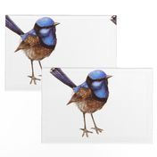 CUSHION Large Blue Wren, Russet on White