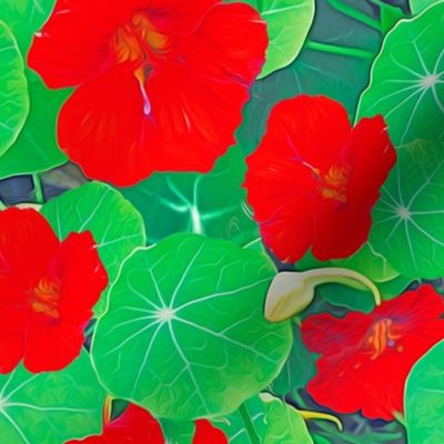 Nasturtiums 2