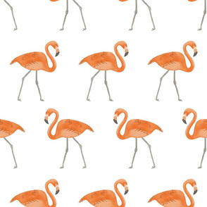 Flamingos - Large Scale