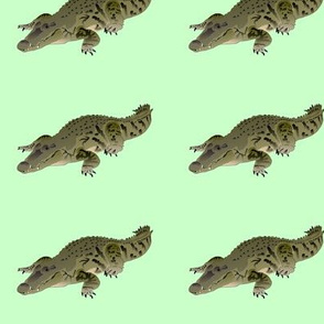 Resting Crocodile in green