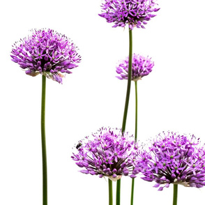 allium2