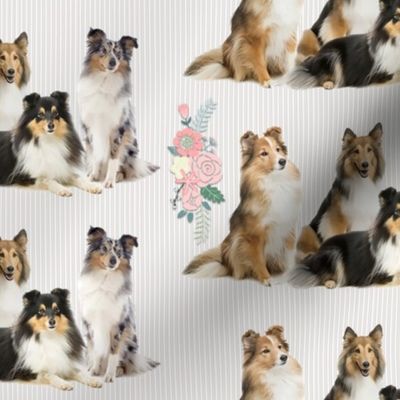 Shelties and Flowers