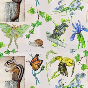 Woodland Flora And Fauna