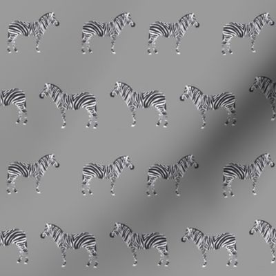 safari quilt grey zebra animals nursery cute coordinate 
