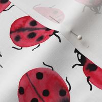 ladybugs on white, watercolor