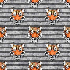 tiger - grey stripes