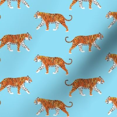 walking tiger on blue