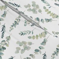 Silver Dollar Eucalyptus Botanical Greenery