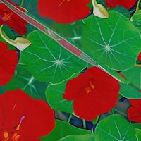 RED Nasturtium blossoms