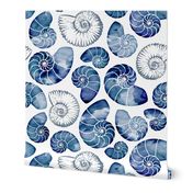 Blue nautilus shells on white