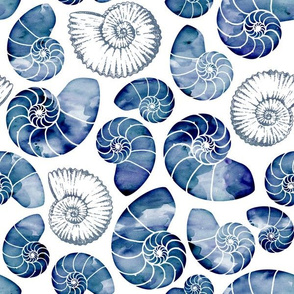 Blue nautilus shells on white