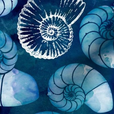 Nautilus fossils in sapphire blue