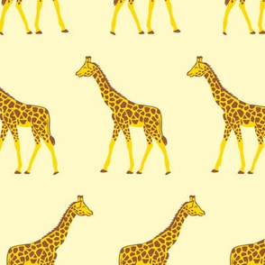 Sunny giraffes