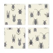 beetles black and grey on natural