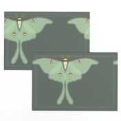 Luna Moth panel