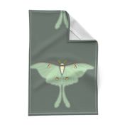 Luna Moth panel