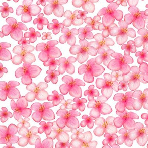 Pink Blossoms On White