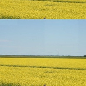 canola