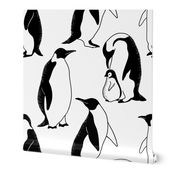 cute black and white antarctic penguins. wild animals. not flying birds