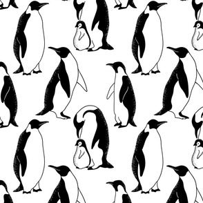 cute black and white antarctic penguins. wild animals. not flying birds