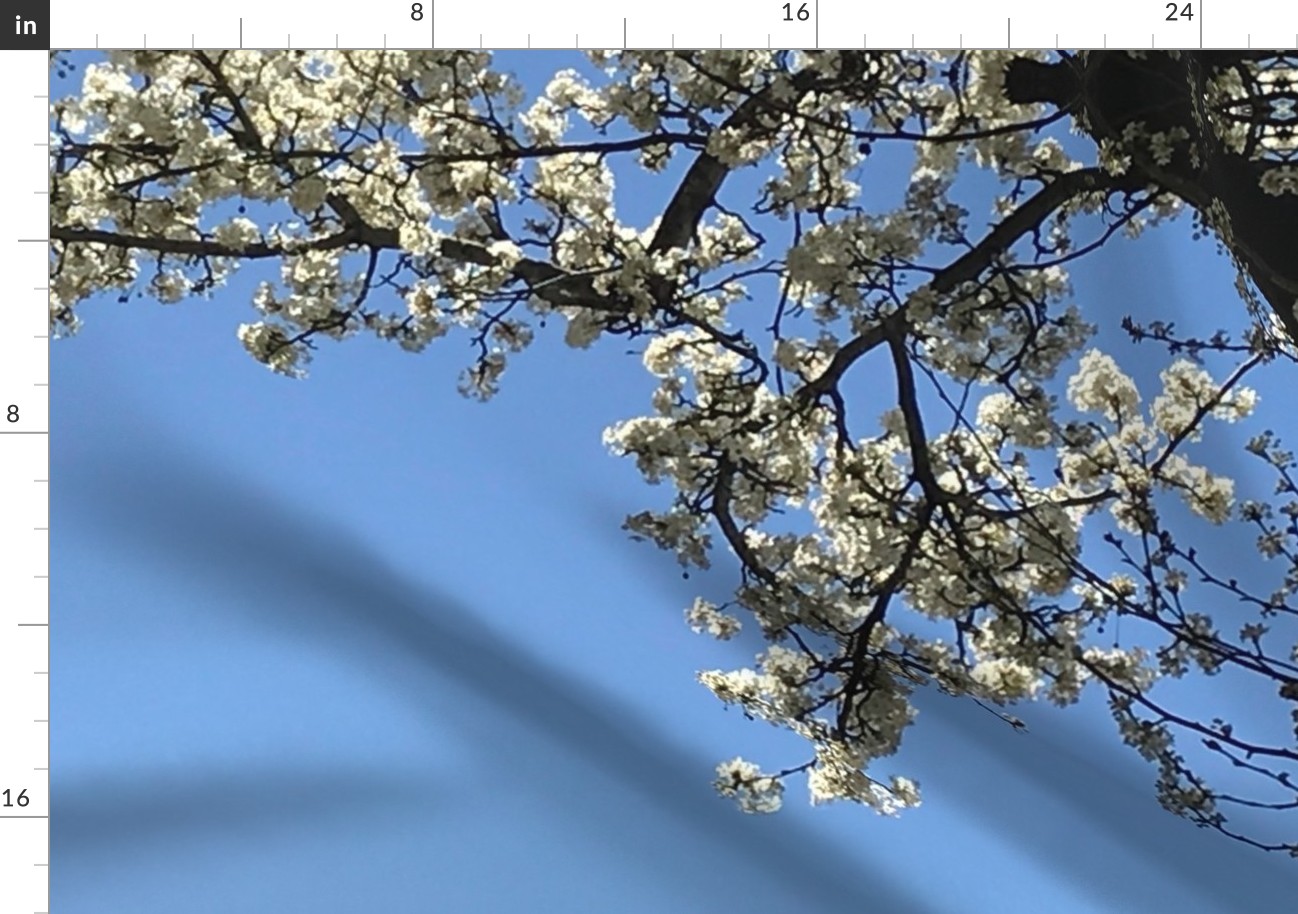 Cherry Tree in my Alley