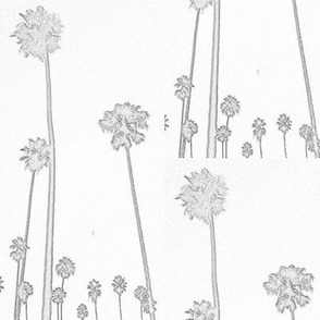 PalmTreesXrayed