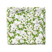 Magnolia Flowers, Bright White, Large Floral Print