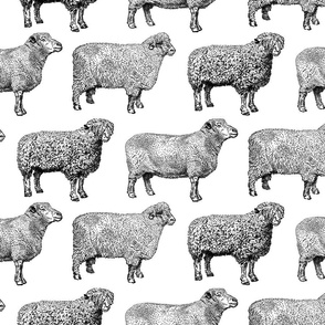 Vintage Sheep in Black and White (large version)