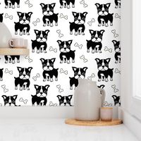 Boston Terrier black on white