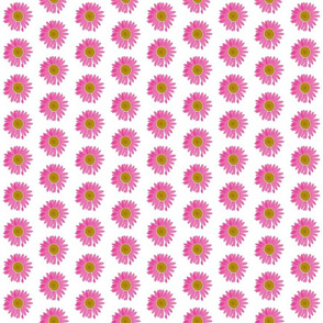 Pink Daisies