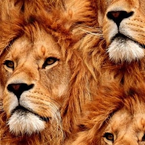 Mr. Lion