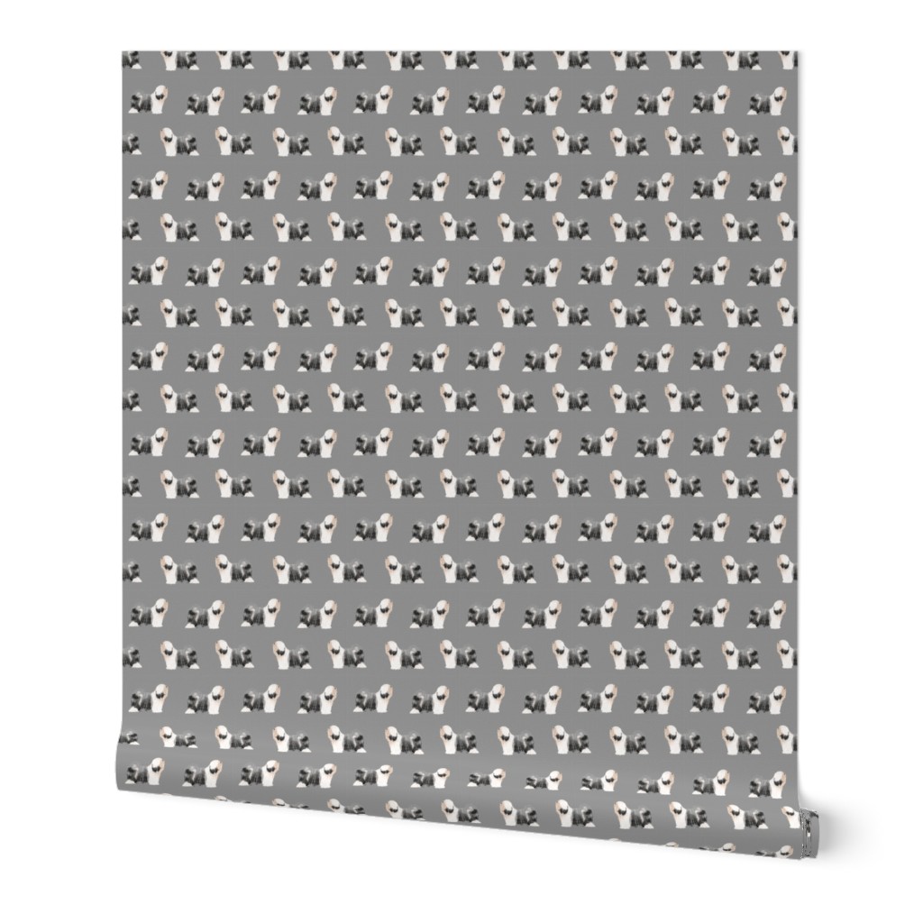 tibetan terrier dog breed fabric standing grey