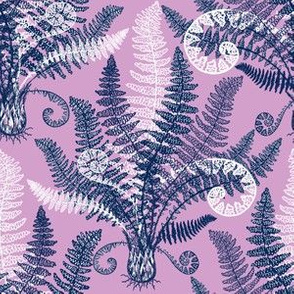 White-Navy Ferns (orchid)
