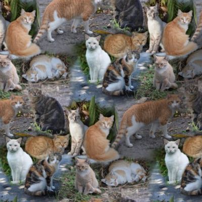 Mostly Marmalade Cats Montage