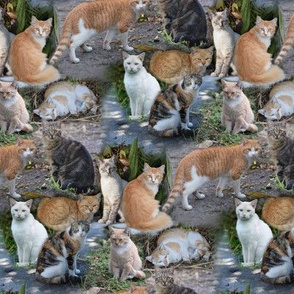 Mostly Marmalade Cats Montage