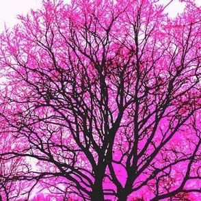 Pink Oak Tree