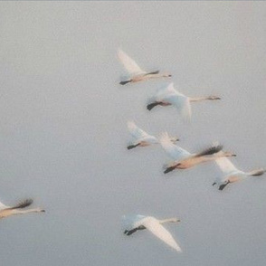 Flamingos in Flight