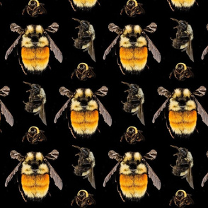 save the bees